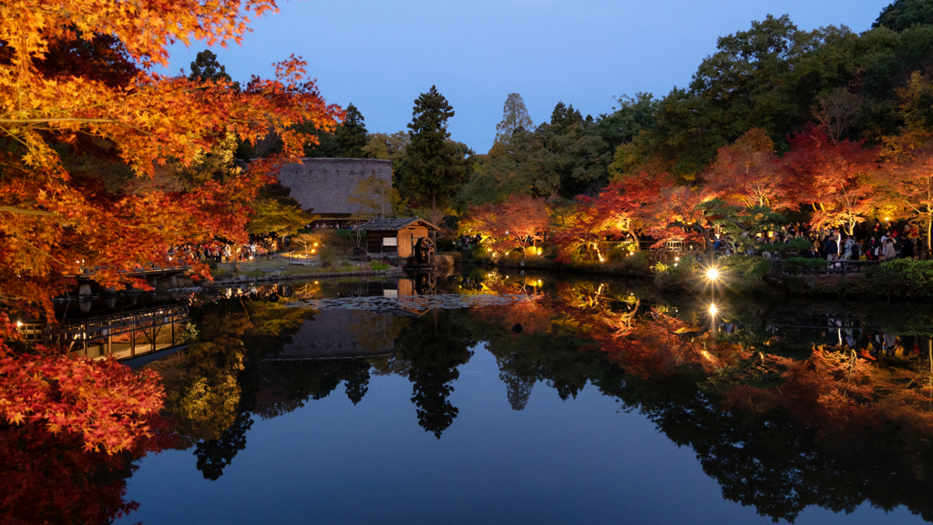 植物園のライトアップ