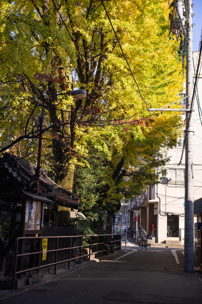 神社のイチョウ