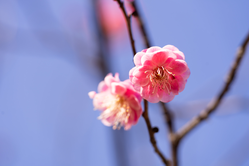 公園の梅まつり