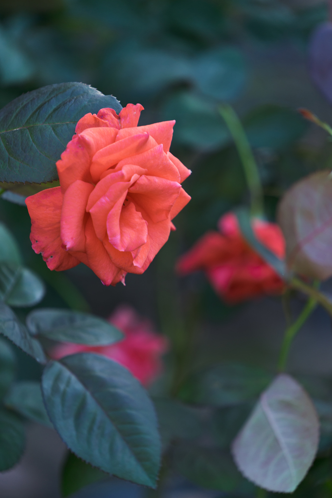 オレンジ色のバラ