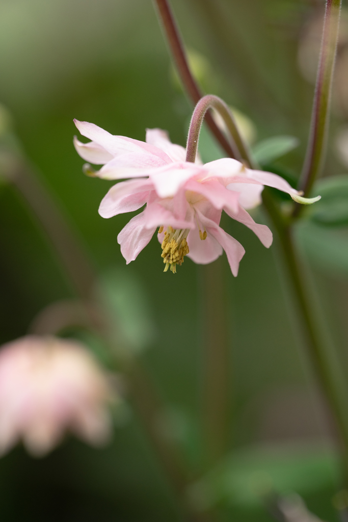 下を向く花