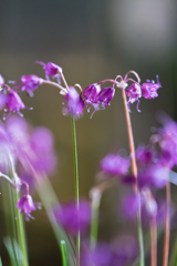 イトラッキョウ