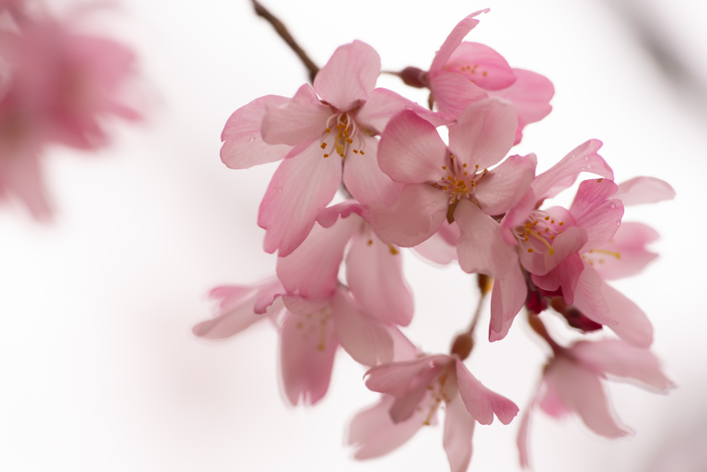 しだれ桜