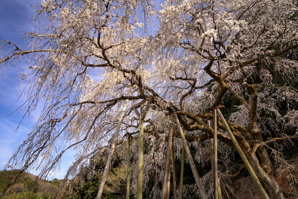 しだれ桜