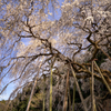 しだれ桜
