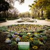 公園の花壇