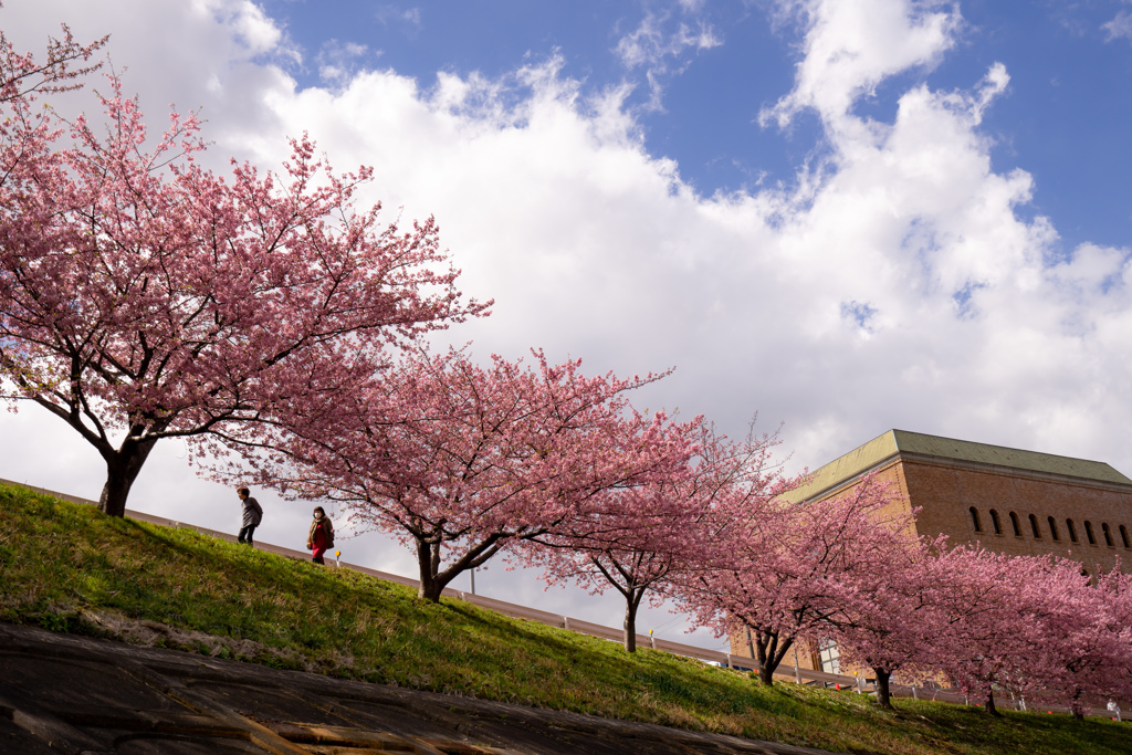 河津桜