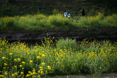 菜の花
