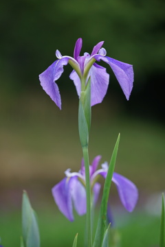 菖蒲まつり