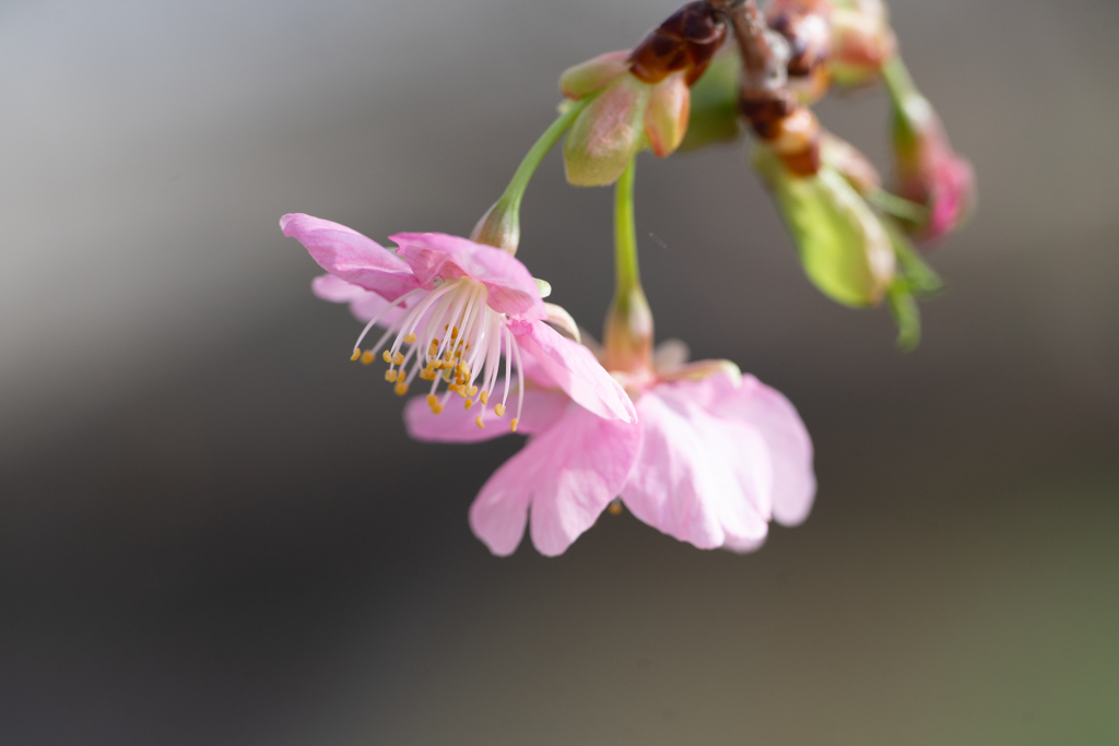 河津桜