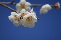 白梅