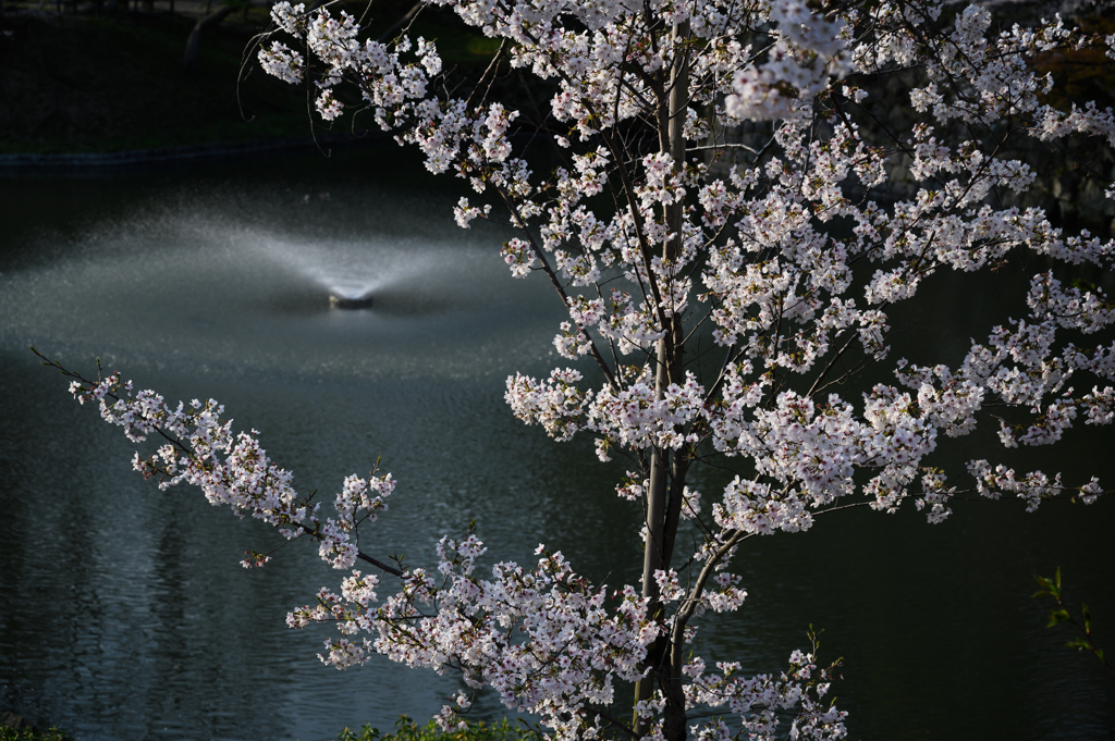 桜と噴水