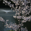 桜と噴水