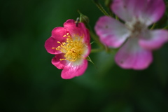 ピンクの花
