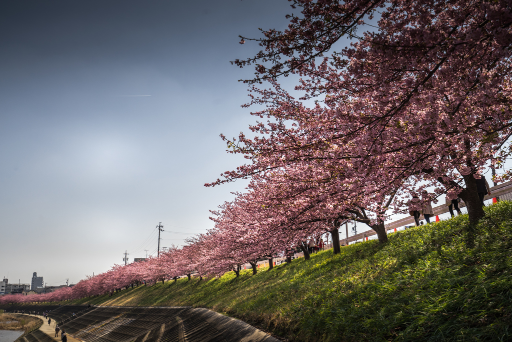 河津桜は見ごろ　１