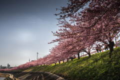 河津桜は見ごろ　１