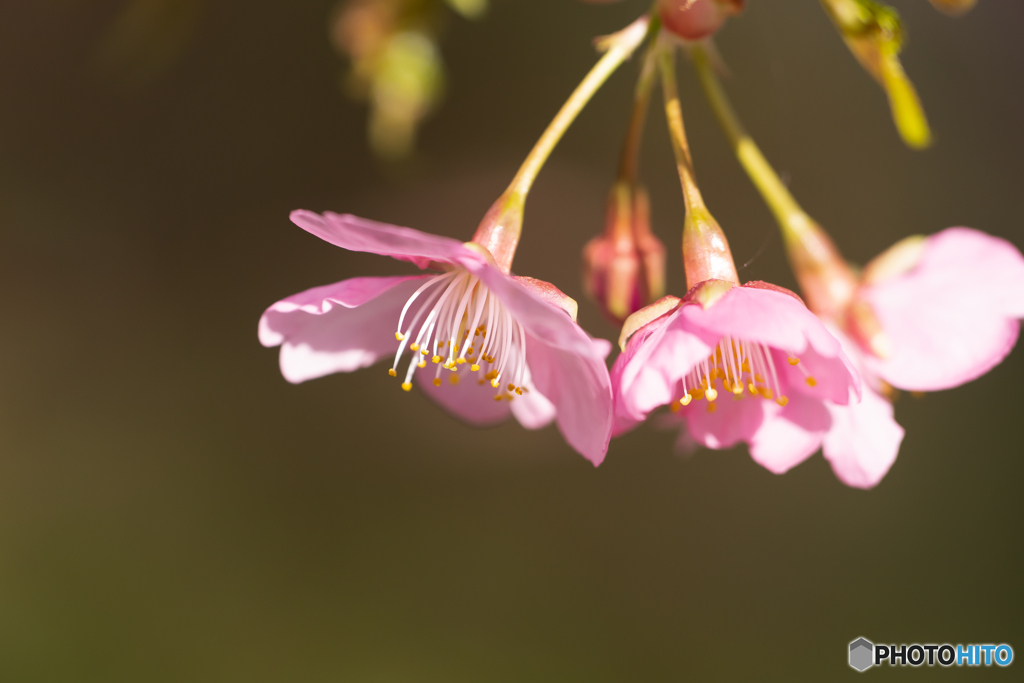 河津桜