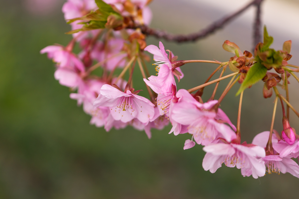 河津桜