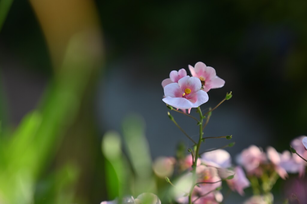 小さな花