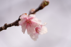 河津桜