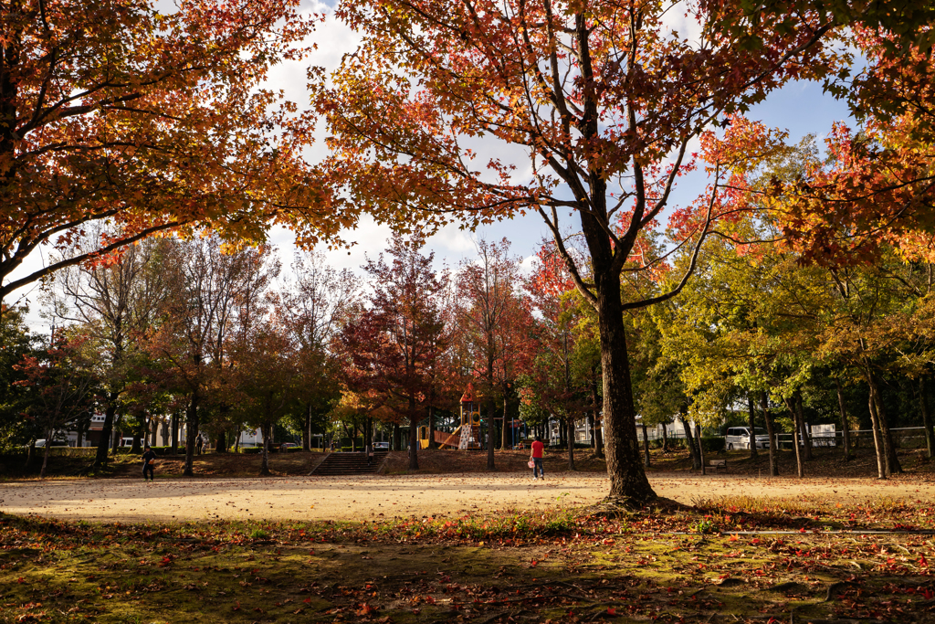 公園の紅葉