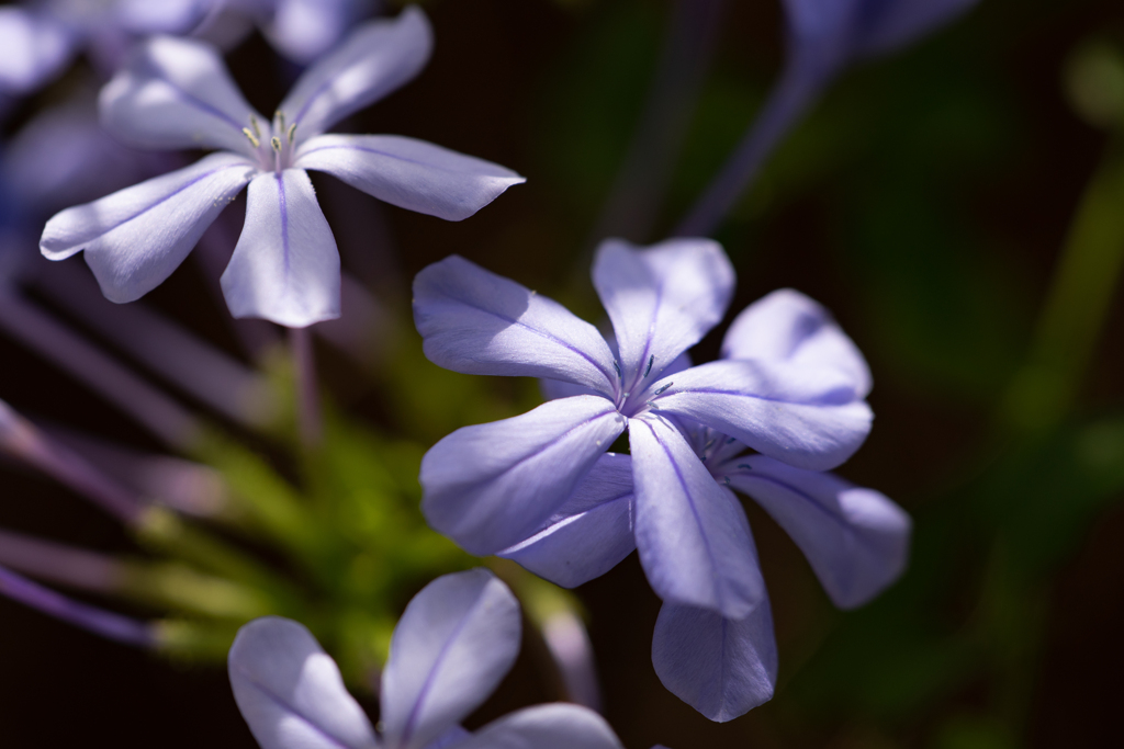 すみれ色の花