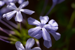 すみれ色の花