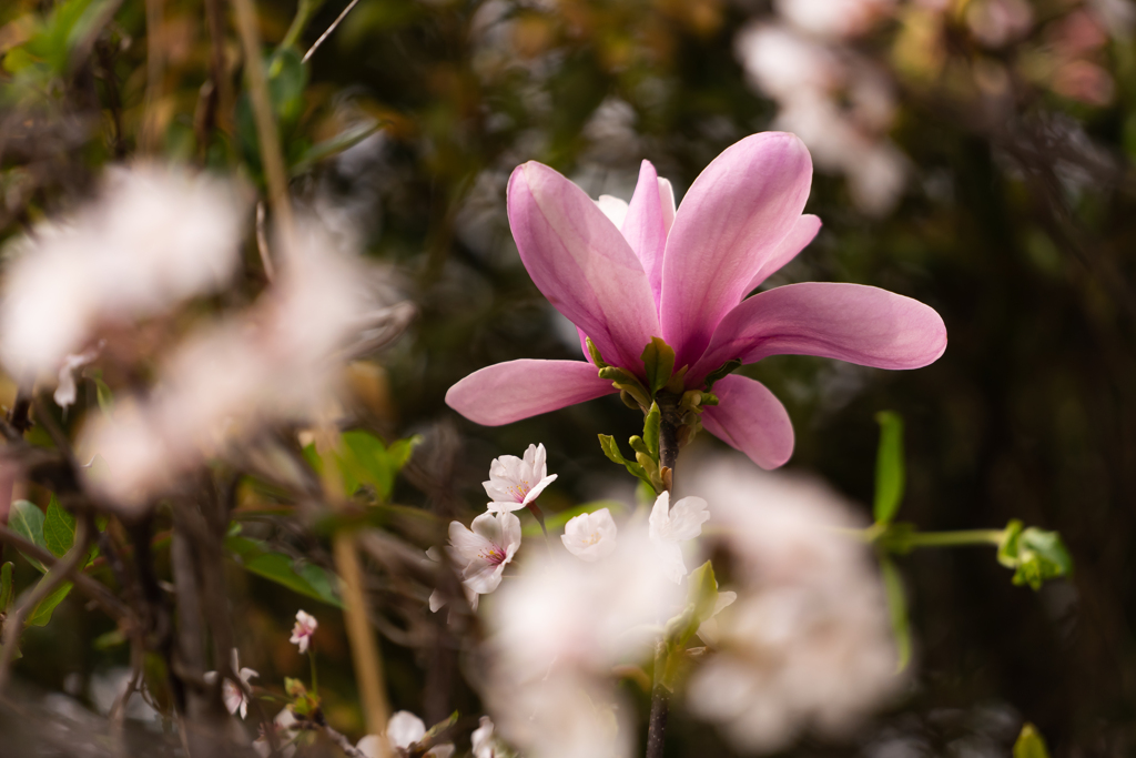 大きな花