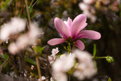 大きな花