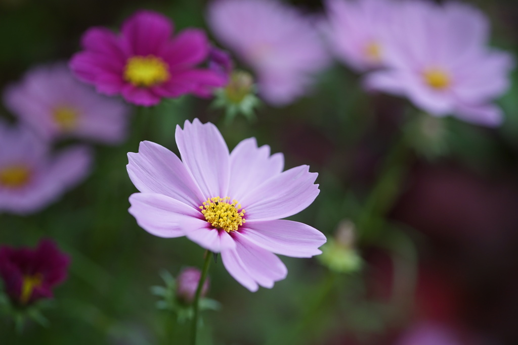 花壇のコスモス