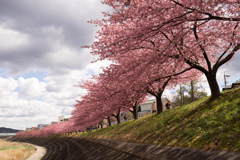 河津桜