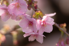 河津桜