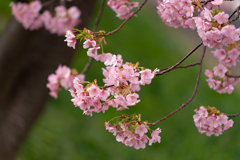 河津桜