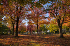 公園の紅葉