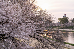 夕暮れ時の桜