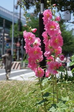 夏の訪れ