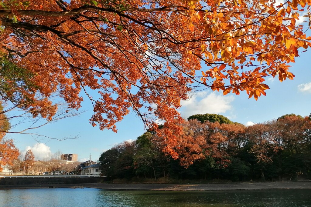 年の暮れの紅葉