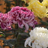 菊花大会