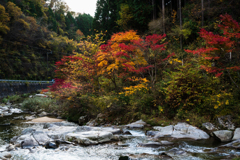 県道沿いの紅葉