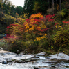 県道沿いの紅葉