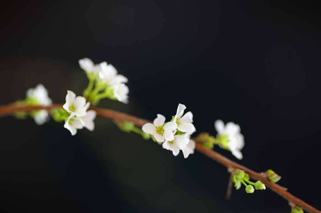 小枝の花