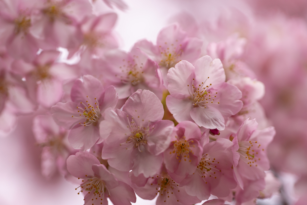 河津桜