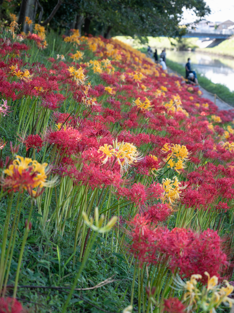 土手の花