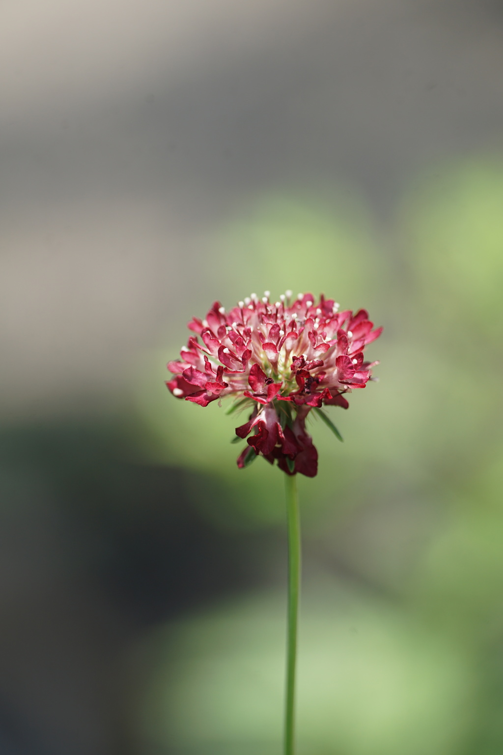 小さな花