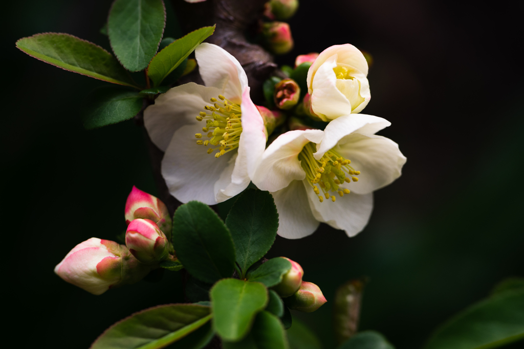 ボケの花