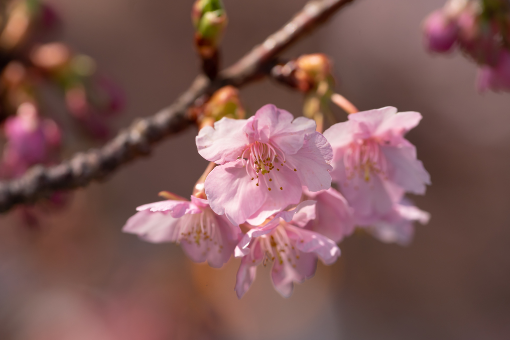 河津桜