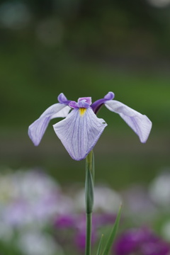 公園の花しょうぶ