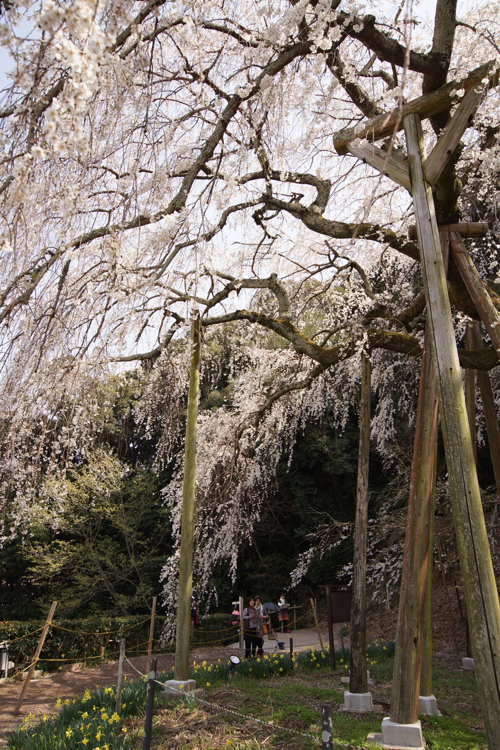 枝垂れ桜　１