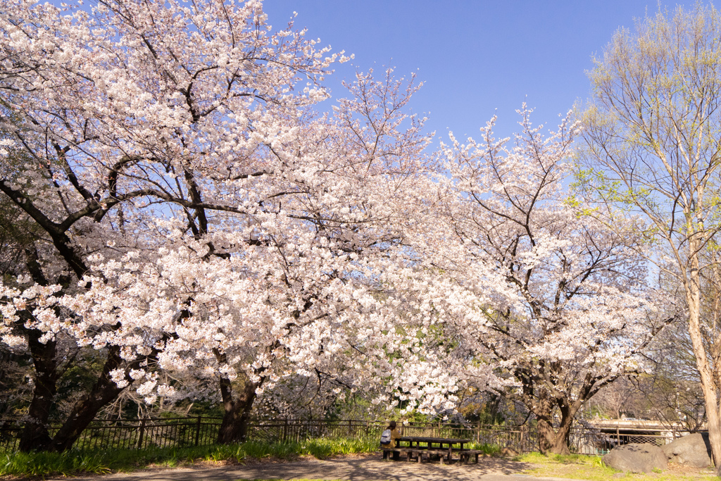 眩しい桜