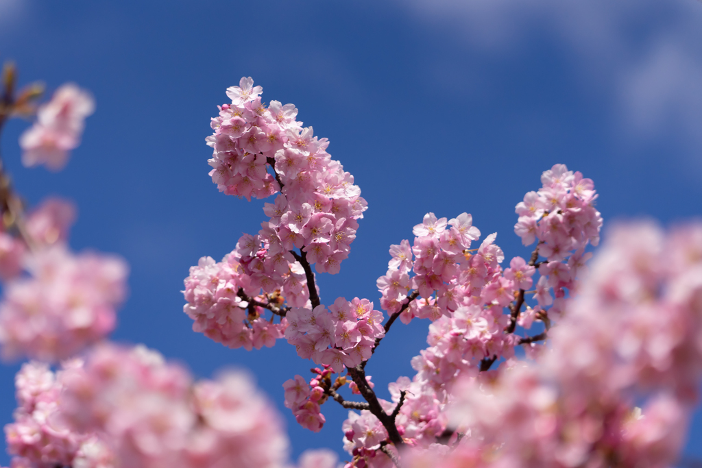 河津桜